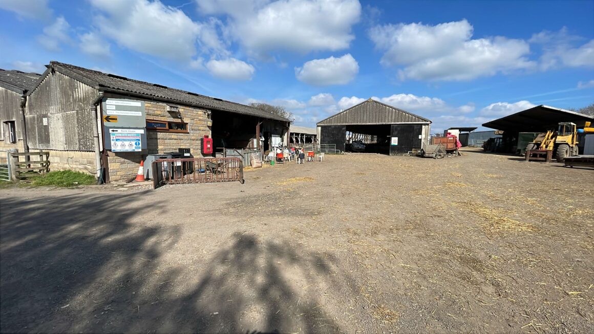 Inside lambing season: what I learned on placement