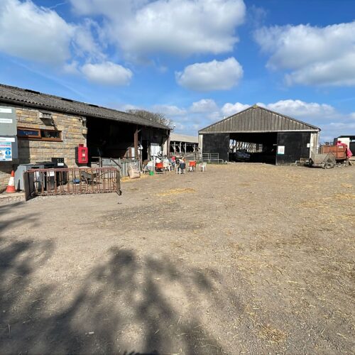 Inside lambing season: what I learned on placement