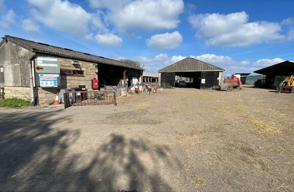 Inside lambing season: what I learned on placement